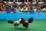 TRiboLAND